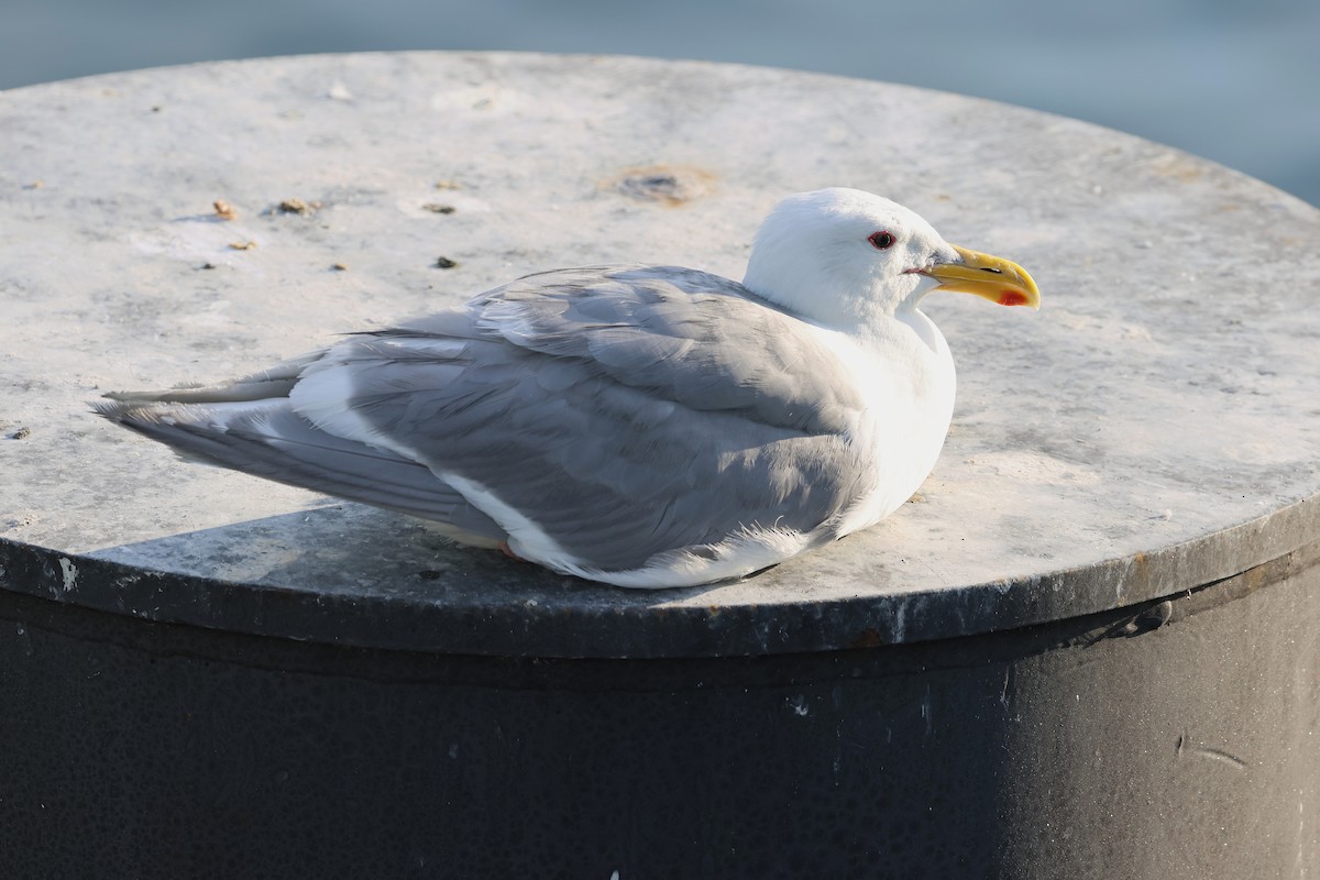 Glaucous-winged Gull - ML640290399