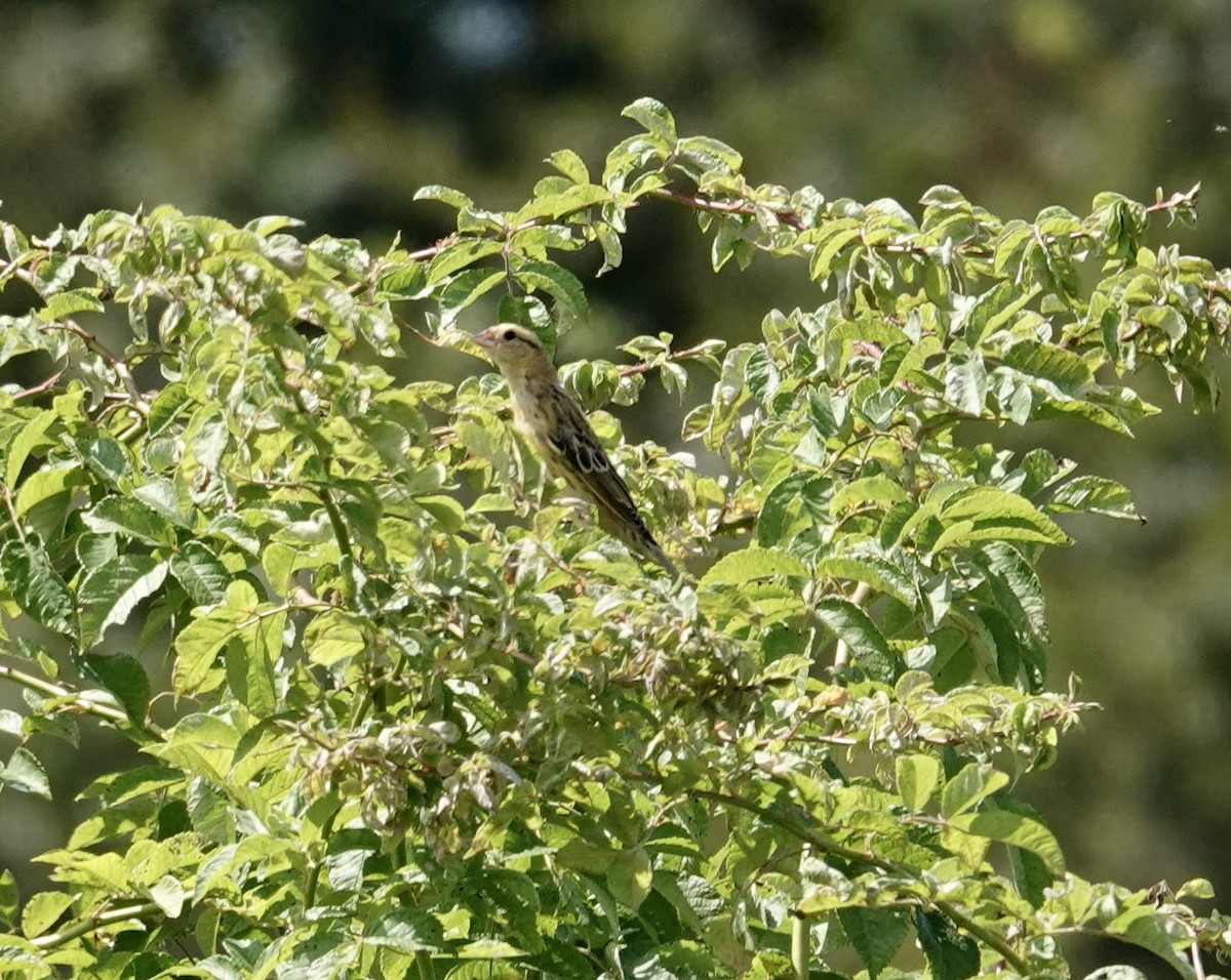 Bobolink - ML640290407