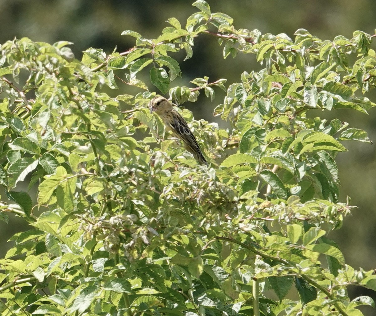 Bobolink - ML640290410