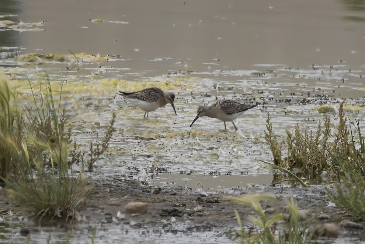 Stilt Sandpiper - ML640290585