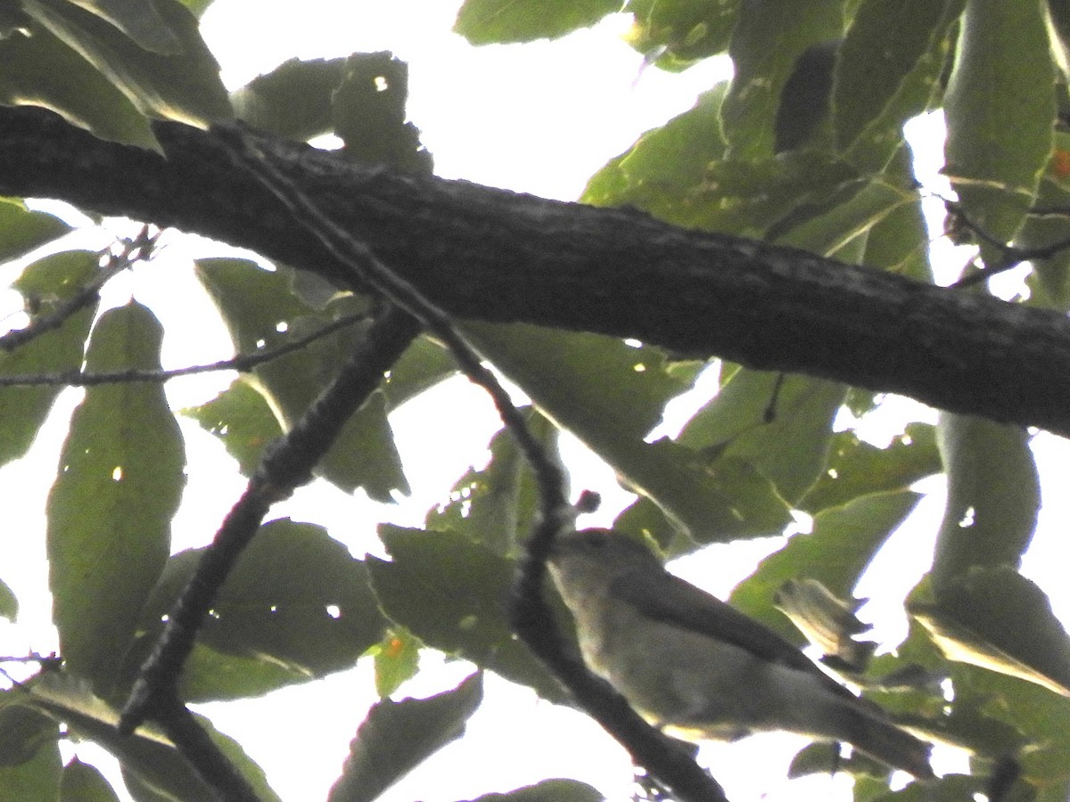 Narcissus Flycatcher - ML640290702