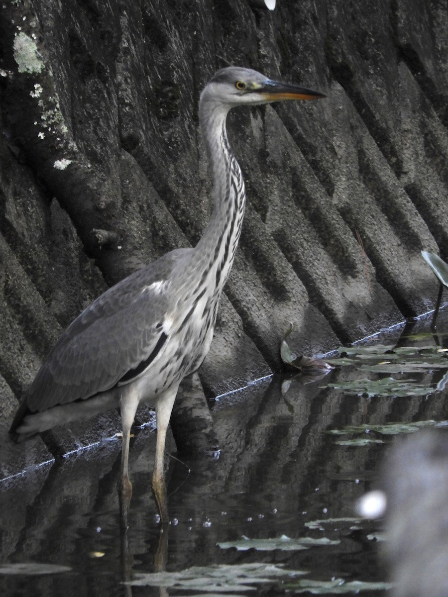 Gray Heron - ML640290712