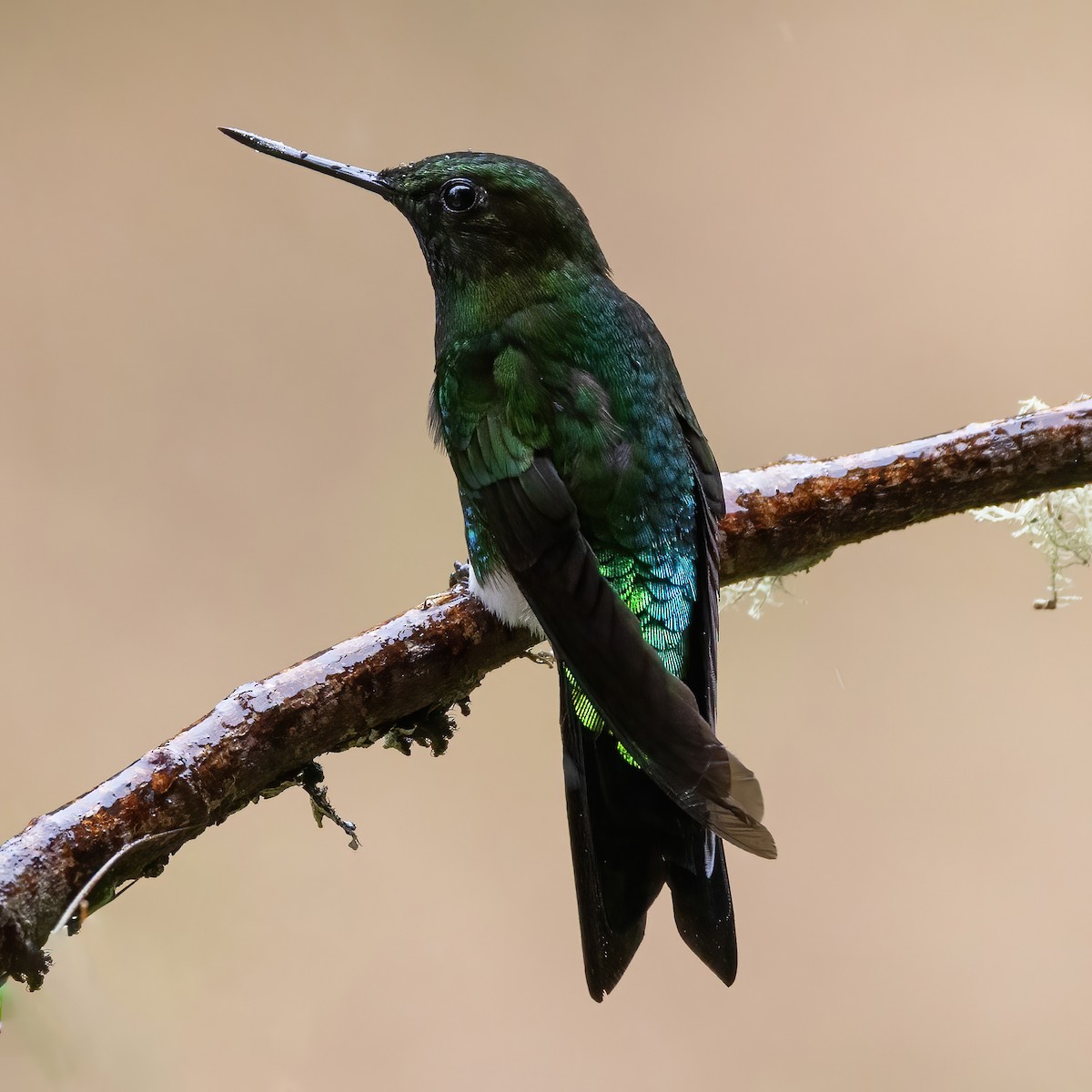 papučka žhnoucí - ML640290714