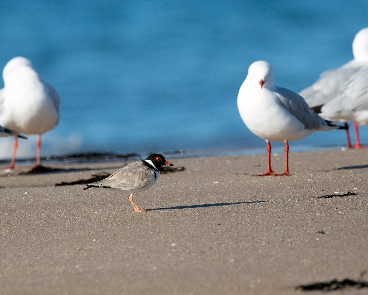 Hooded Plover - ML640290751