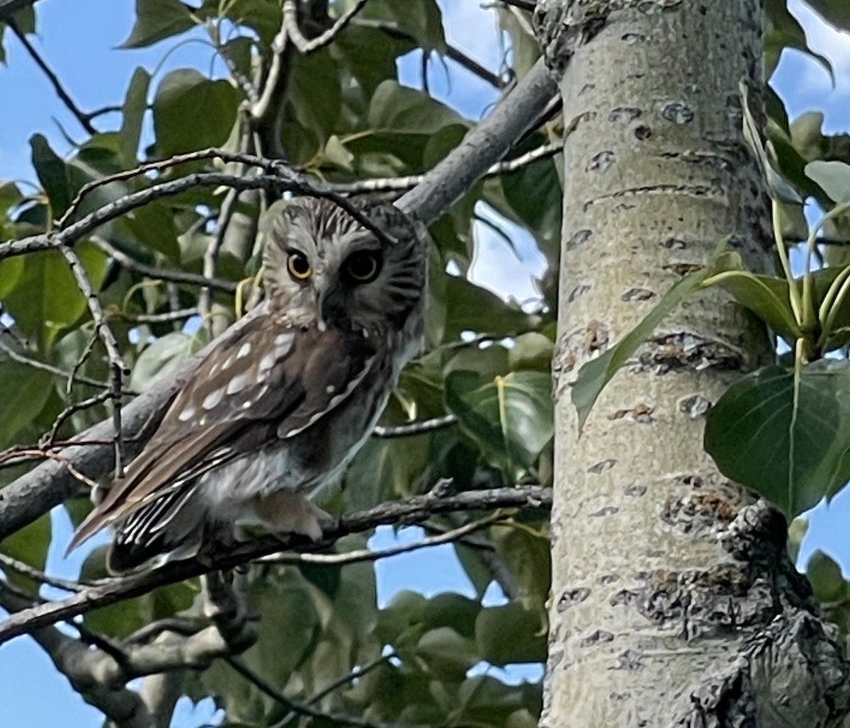 Northern Saw-whet Owl - ML640290831