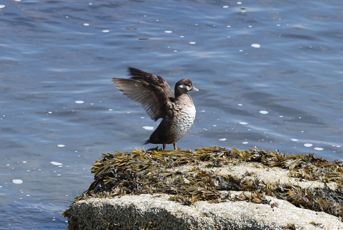 Harlequin Duck - ML640290845