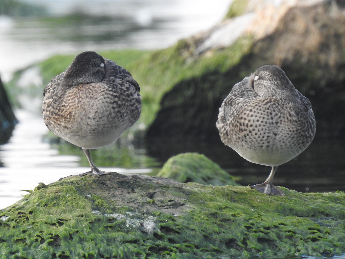 Green-winged Teal - ML640290873