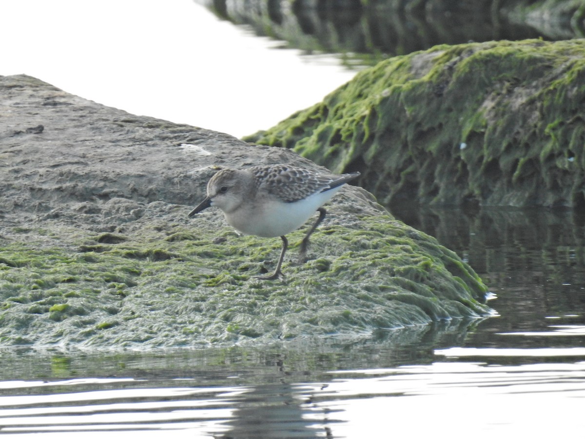 Semipalmated Sandpiper - ML640290879