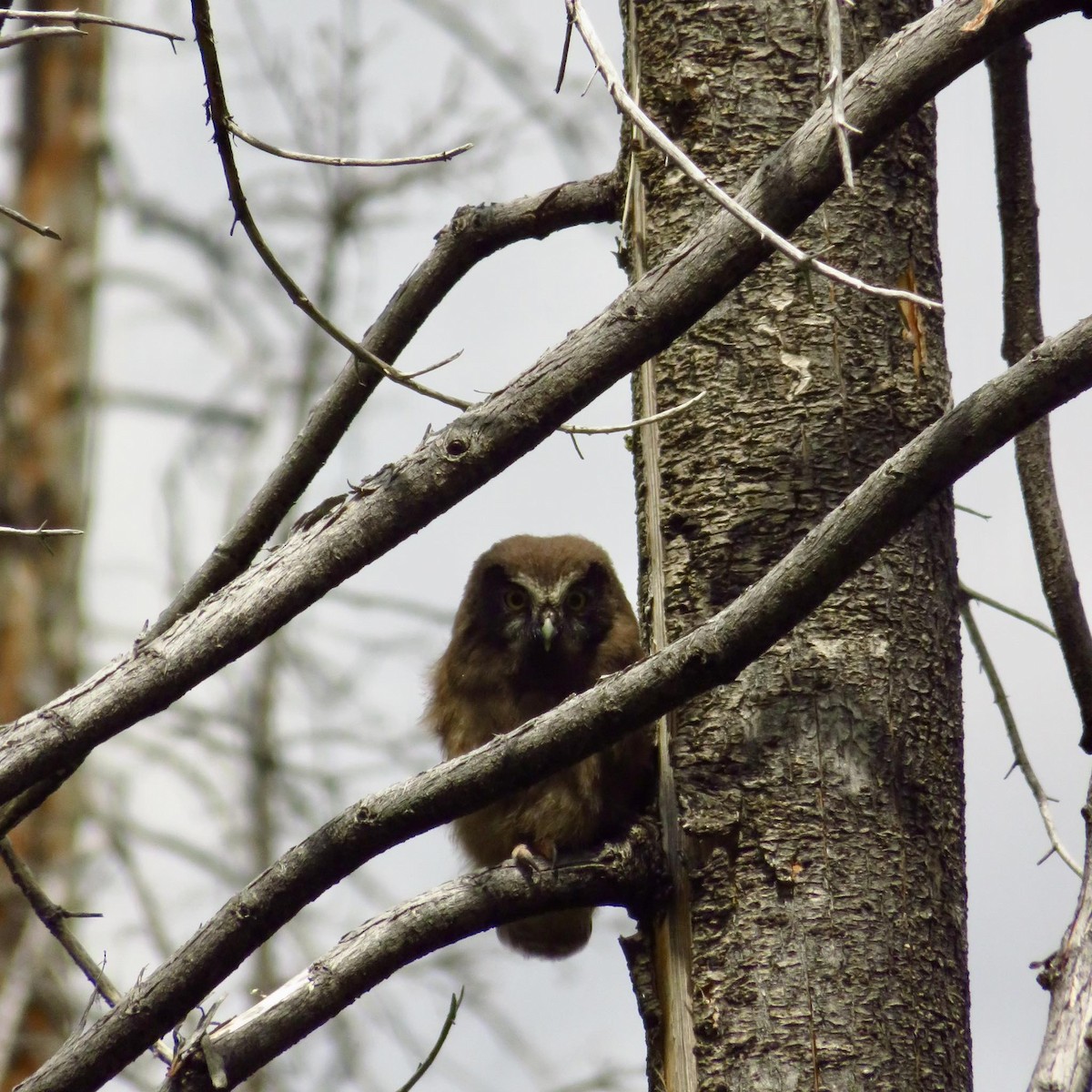 Boreal Owl - ML640290898