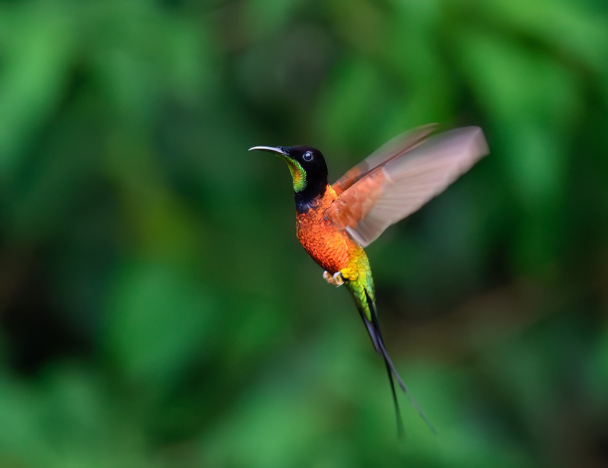 Fiery Topaz - ML640290928