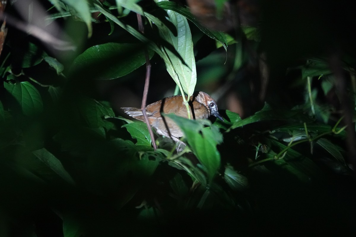 Black-faced Antthrush - ML640290937