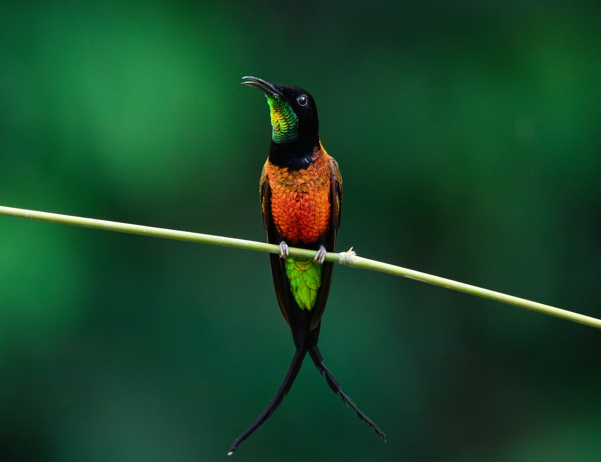 Fiery Topaz - ML640290951