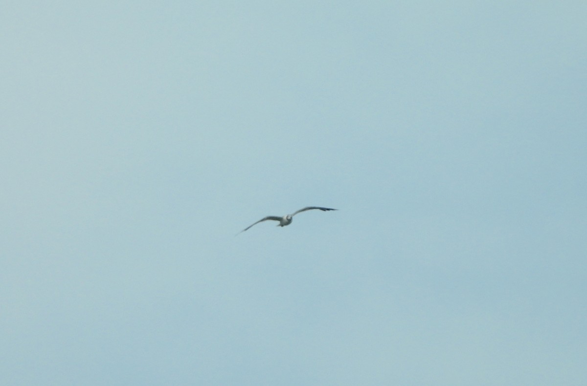 Laughing Gull - ML640290978
