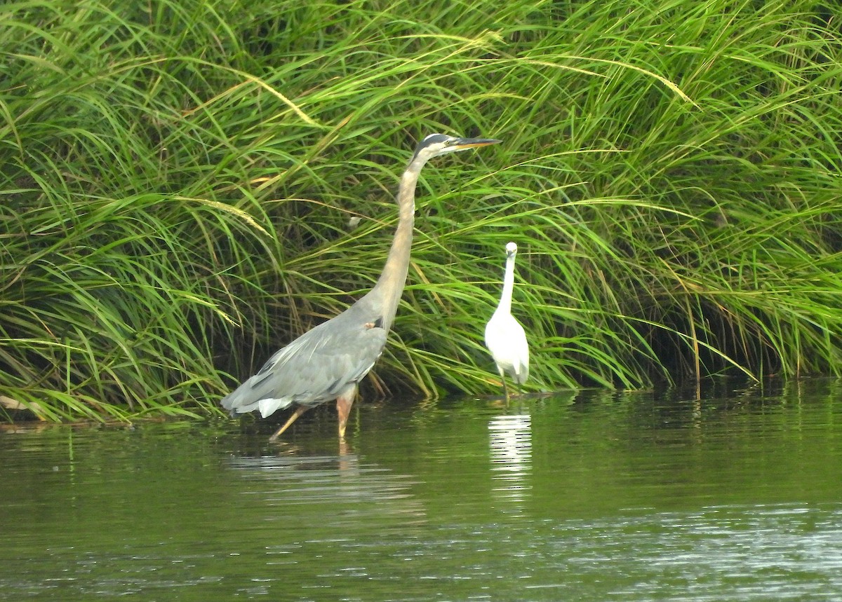 Snowy Egret - ML640290980