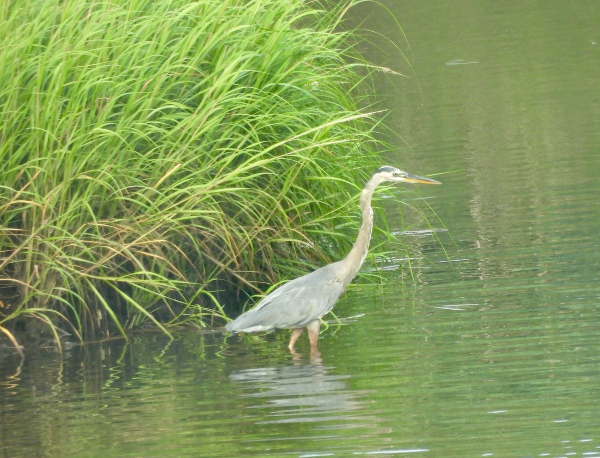 Great Blue Heron - ML640290989