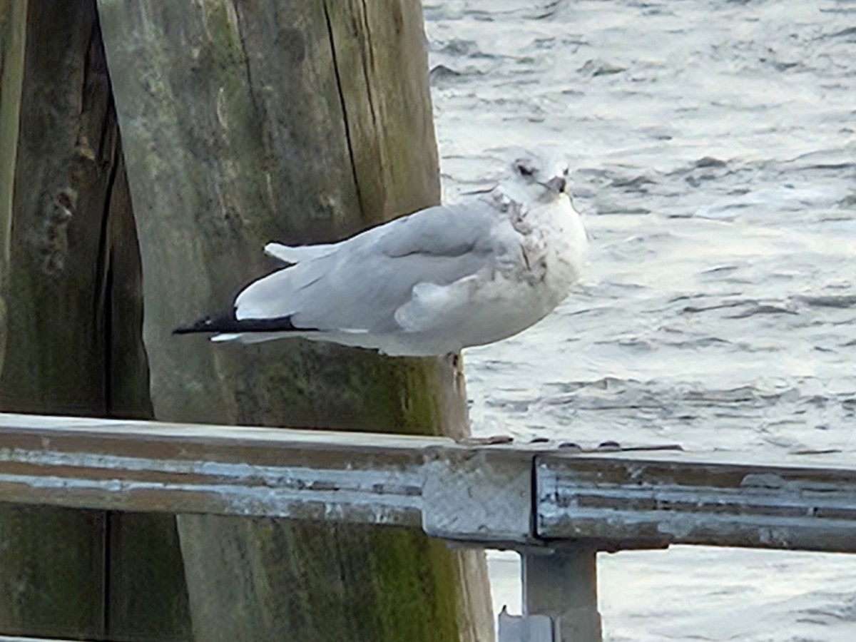 ringnebbmåke - ML640291100
