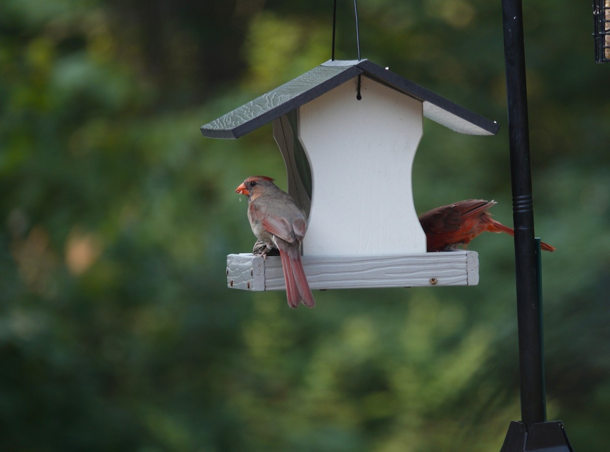 Cardinal rouge - ML640291147