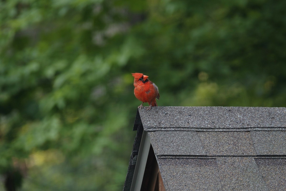 Cardinal rouge - ML640291150