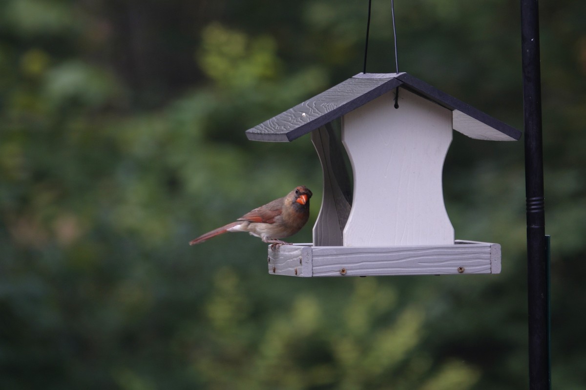 Cardinal rouge - ML640291151