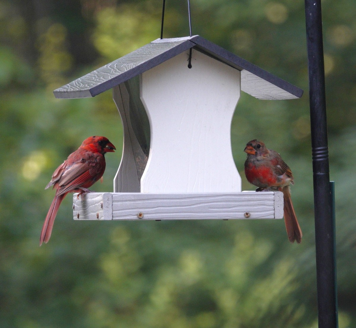 Cardinal rouge - ML640291152