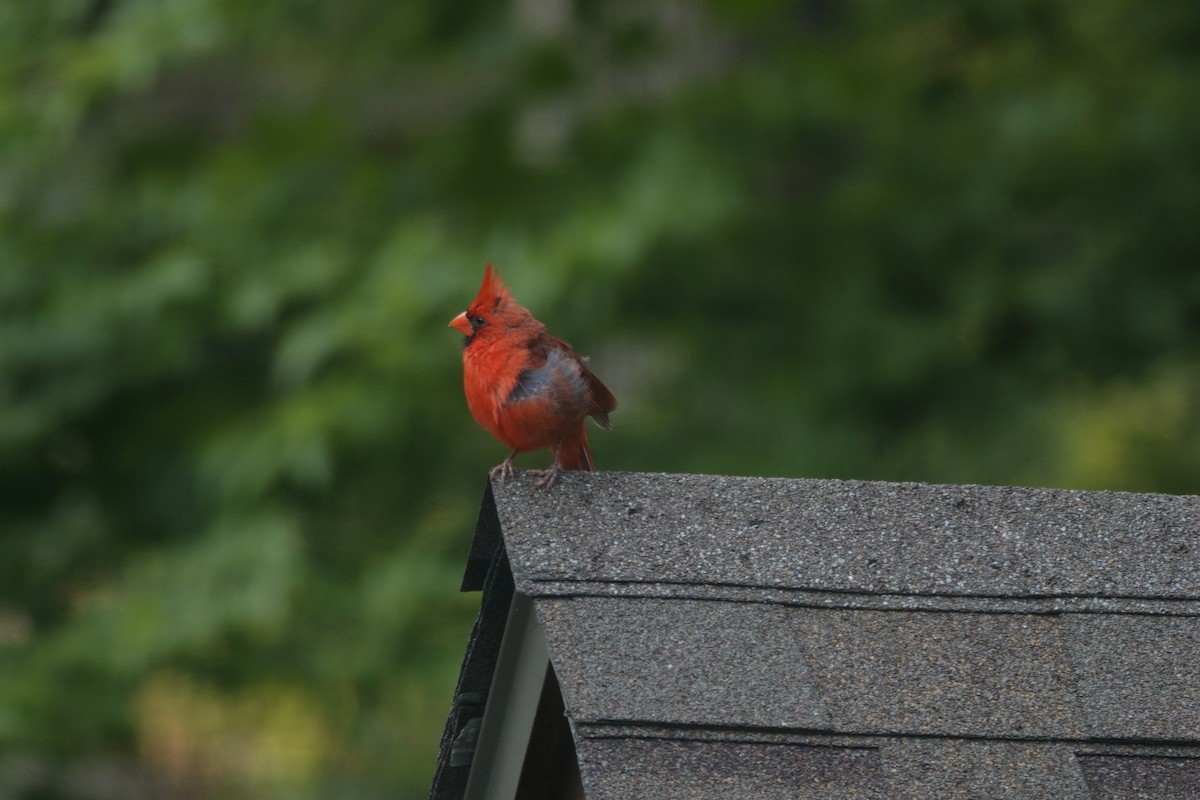 Cardinal rouge - ML640291155