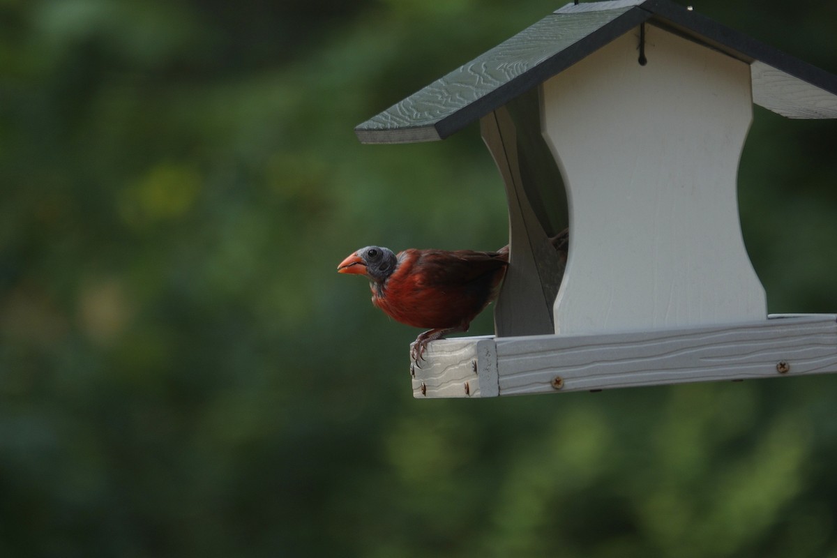 Cardinal rouge - ML640291156