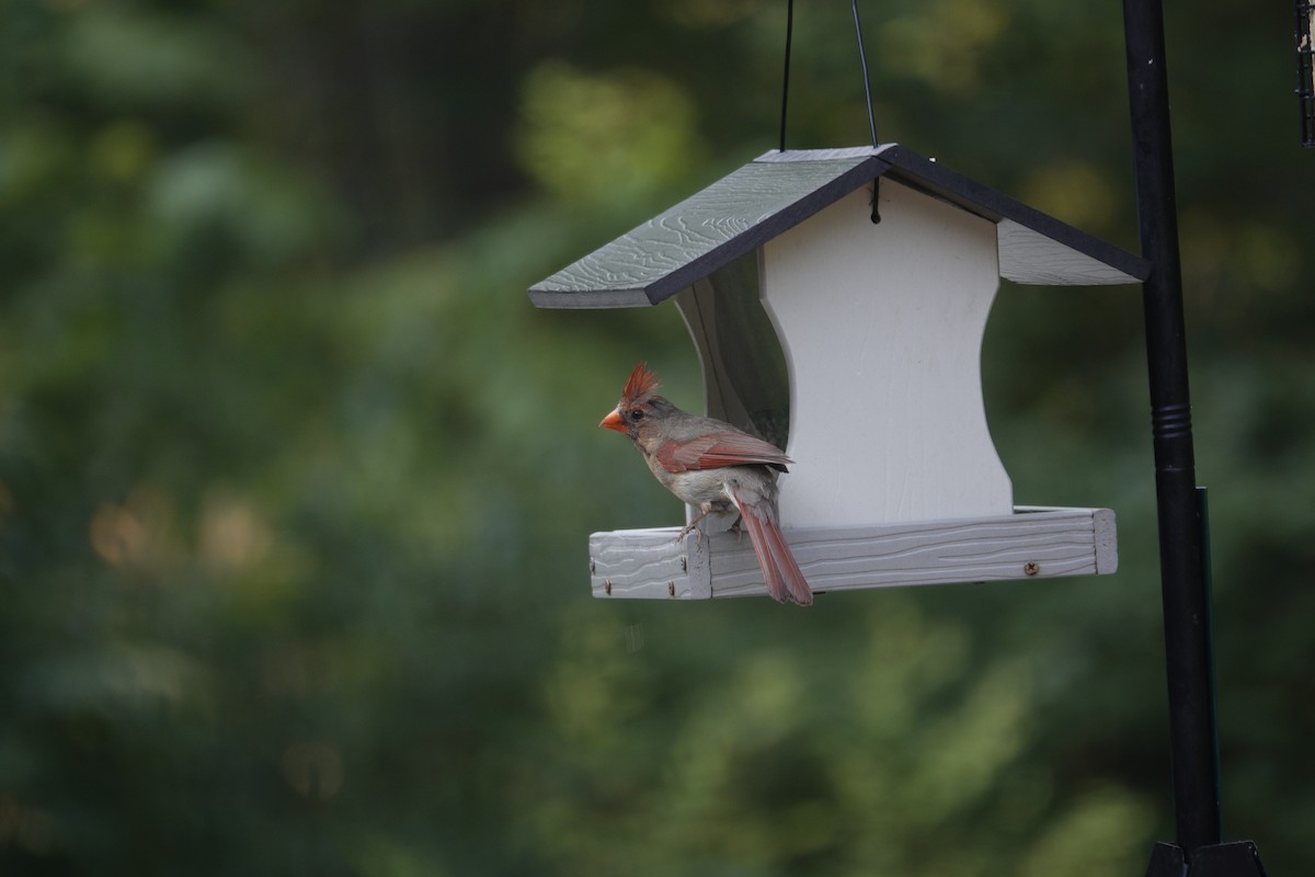 Cardinal rouge - ML640291157
