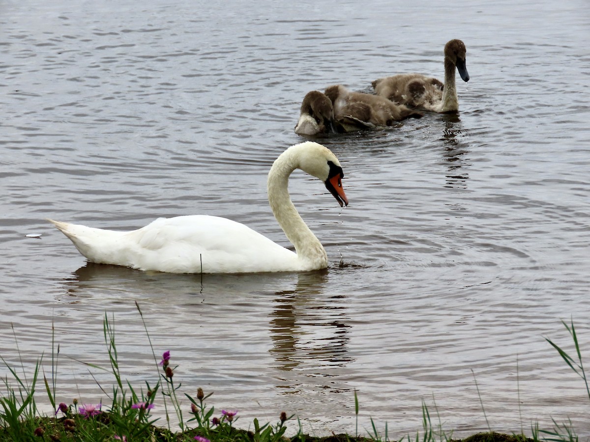 Cisne Vulgar - ML640291179