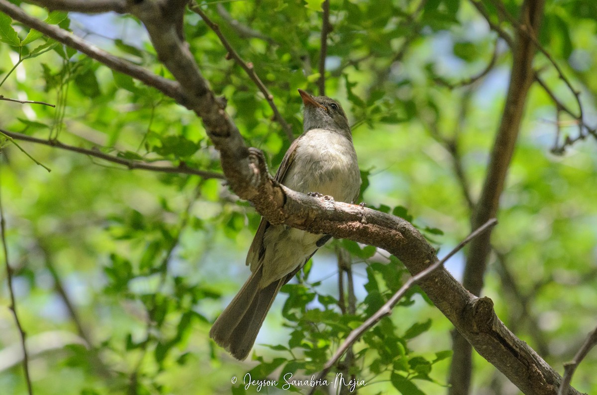 Caribbean Elaenia - ML640291187