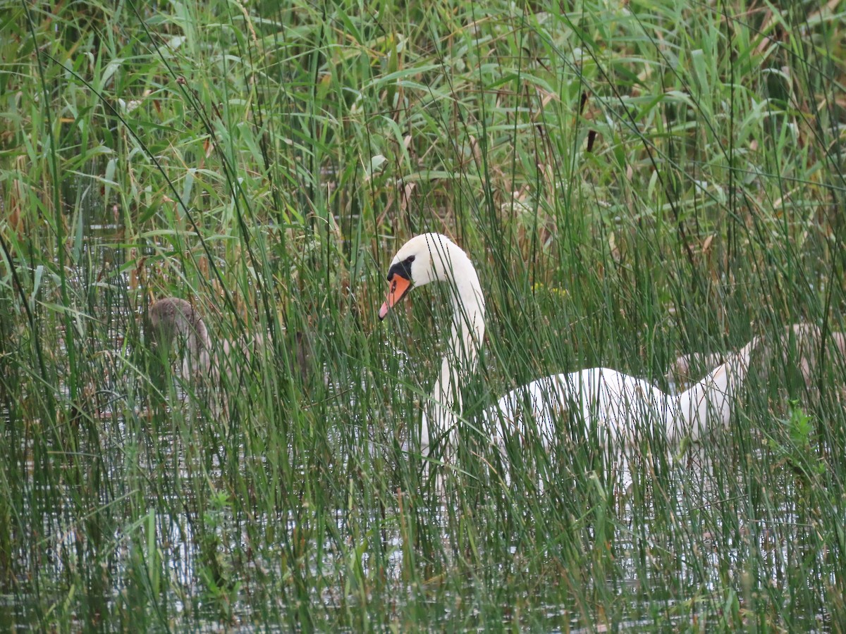 Cisne Vulgar - ML640291190