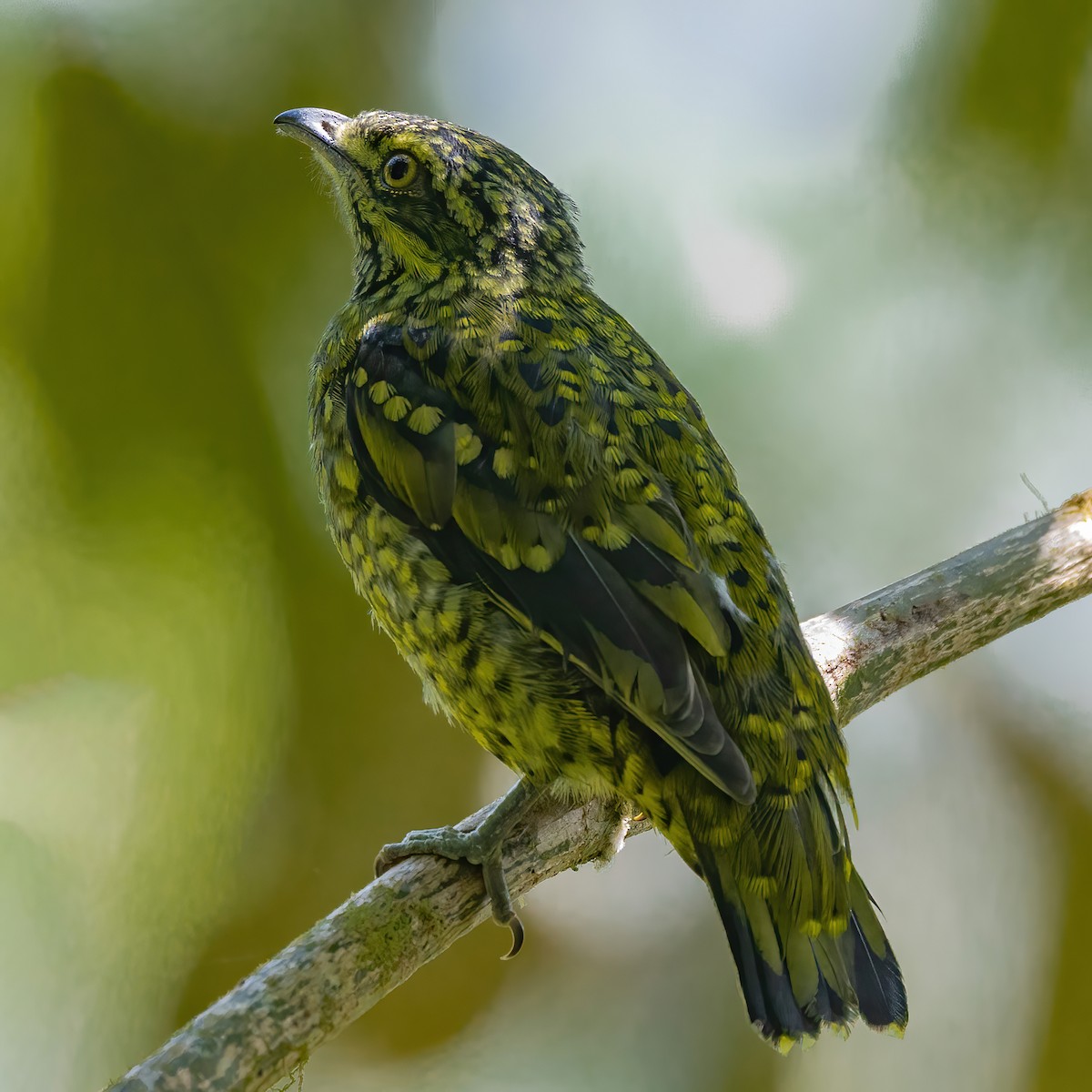 kotinga šupinkatá - ML640291202