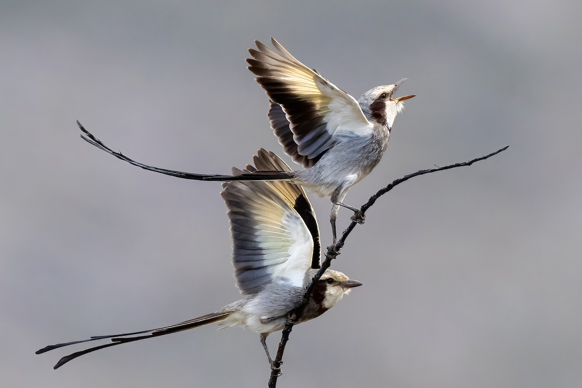 Streamer-tailed Tyrant - ML640291225