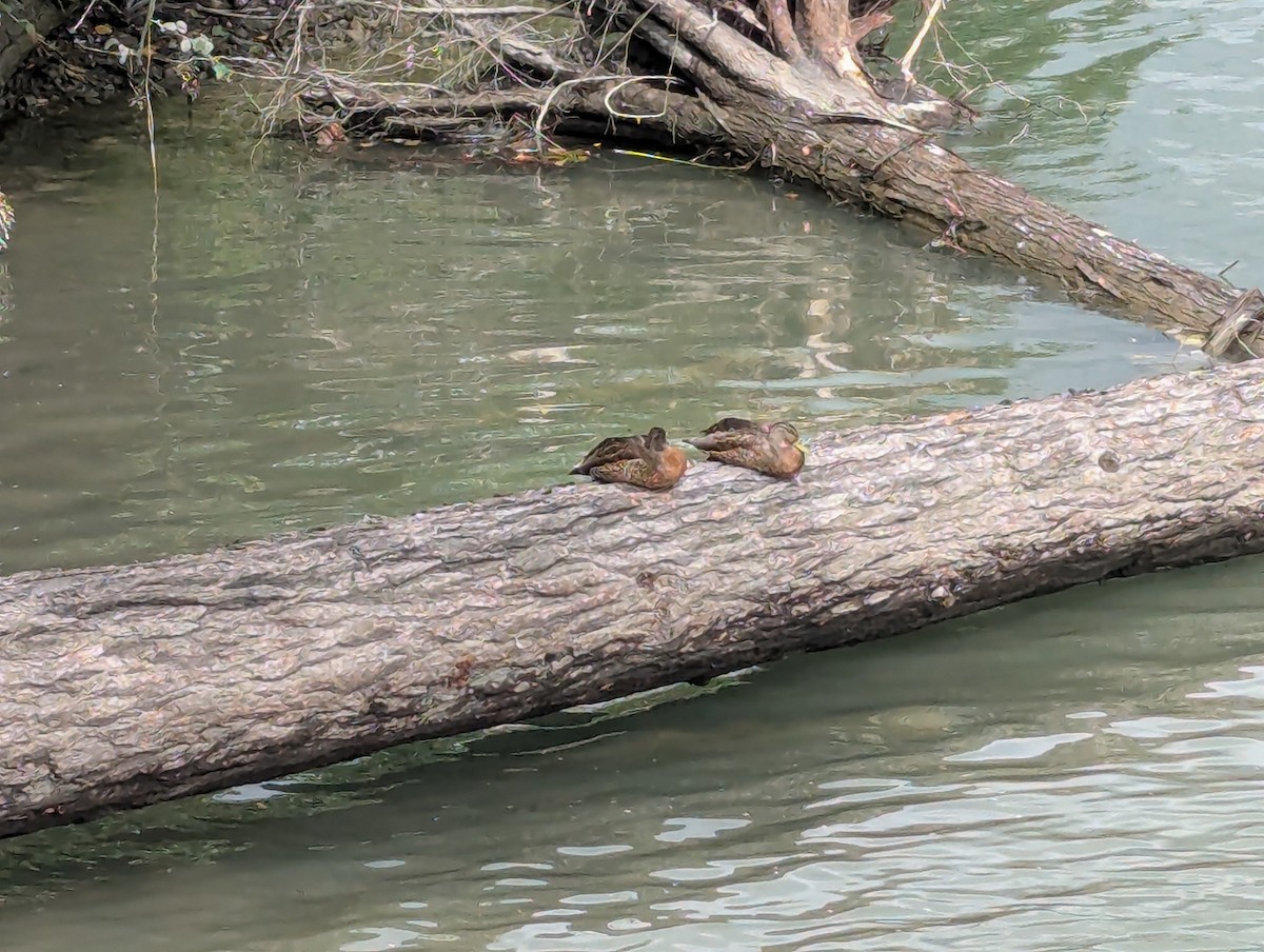 Mallard - ML640291317