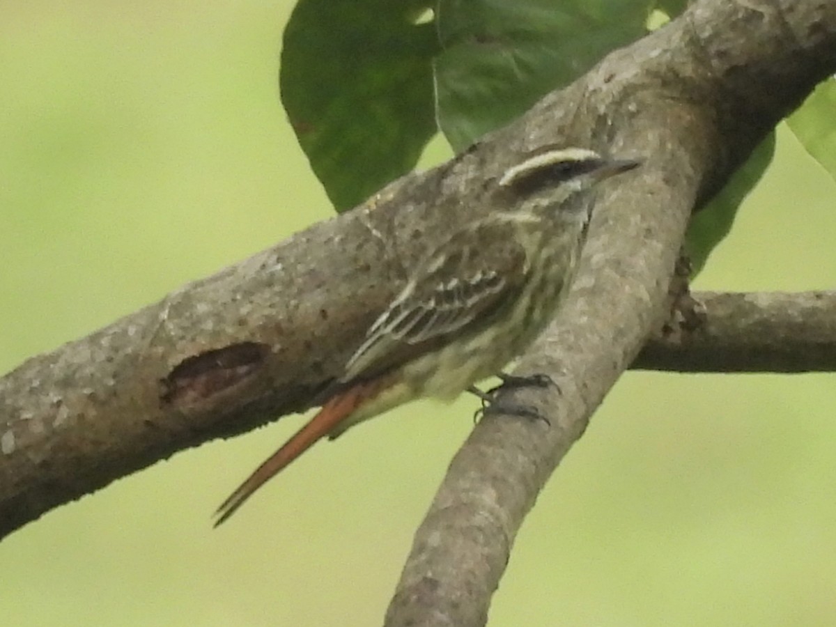 Variegated Flycatcher - ML640291342