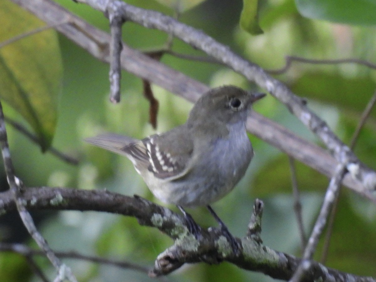 Small-billed Elaenia - ML640291393