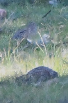 Painted Buttonquail - ML640291396