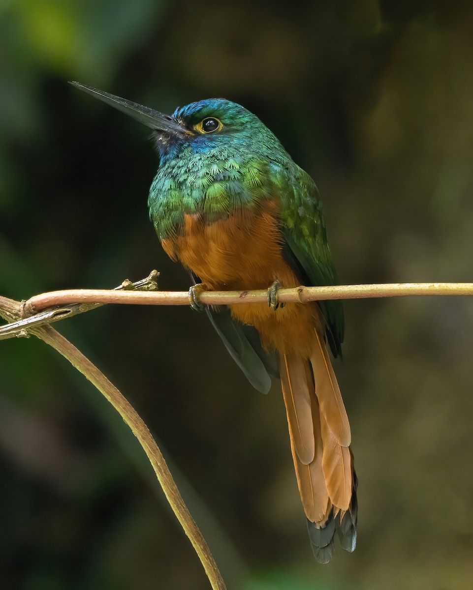 leskovec ekvádorský - ML640291417