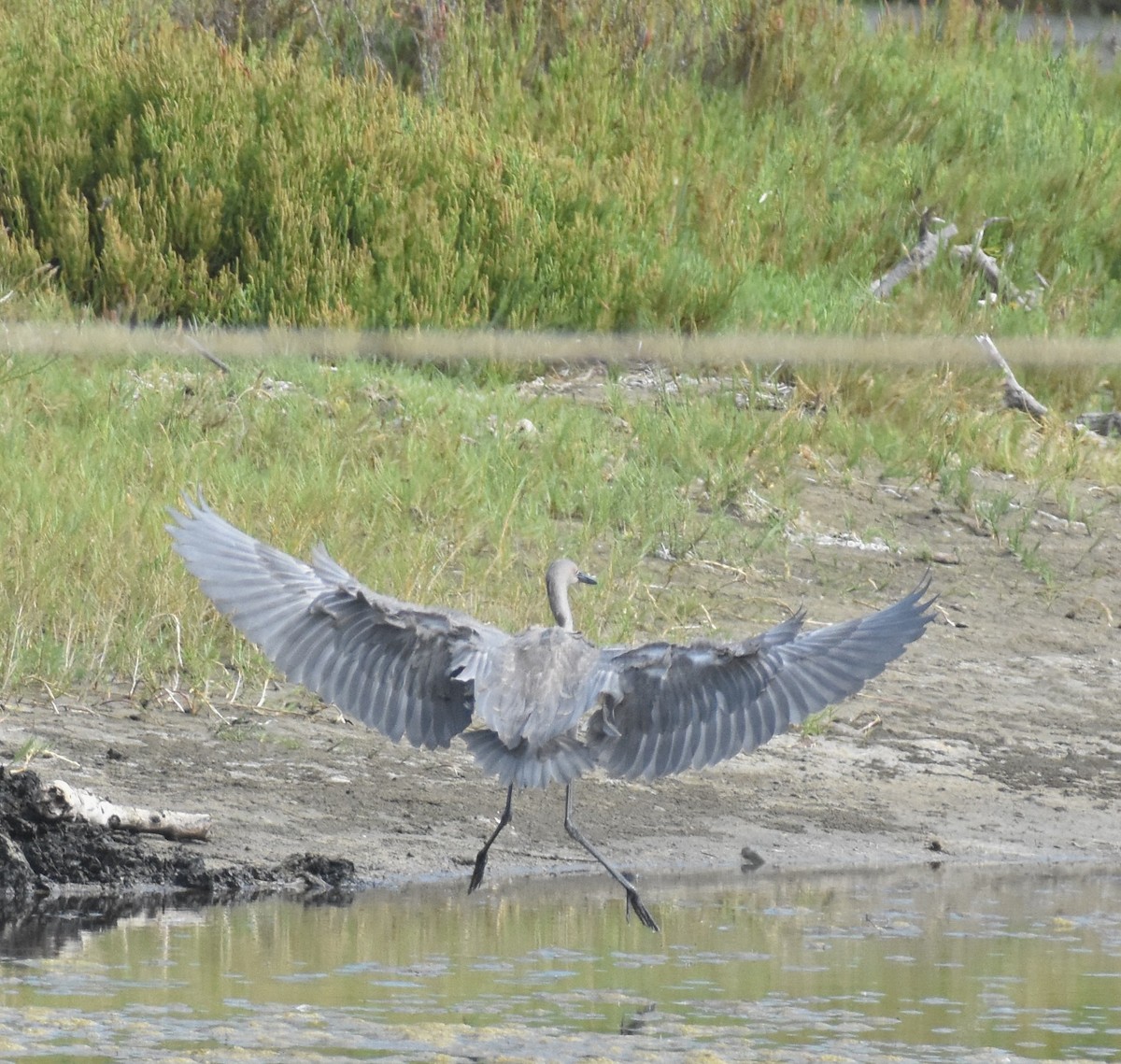 Reddish Egret - ML640291508