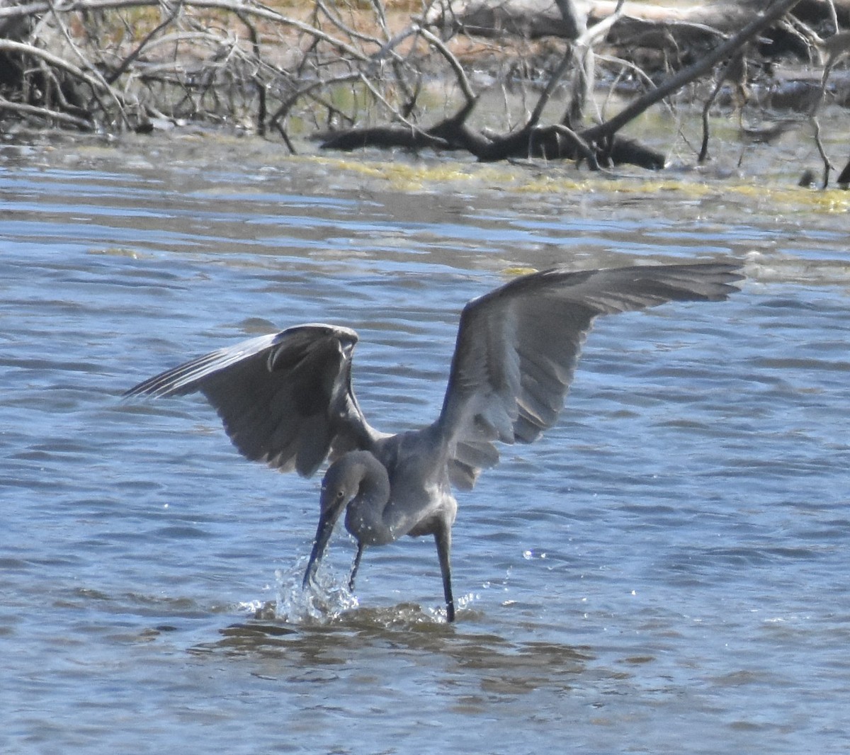 Reddish Egret - ML640291509