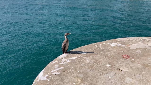 Red-legged Cormorant - ML640291577