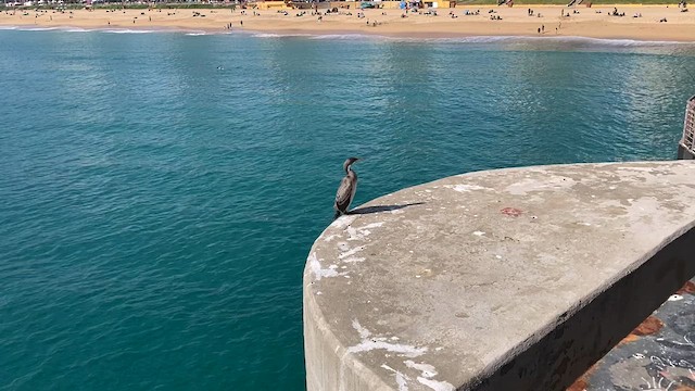 Red-legged Cormorant - ML640291578