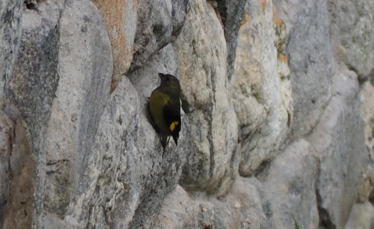 Yellow-bellied Siskin - ML640291638