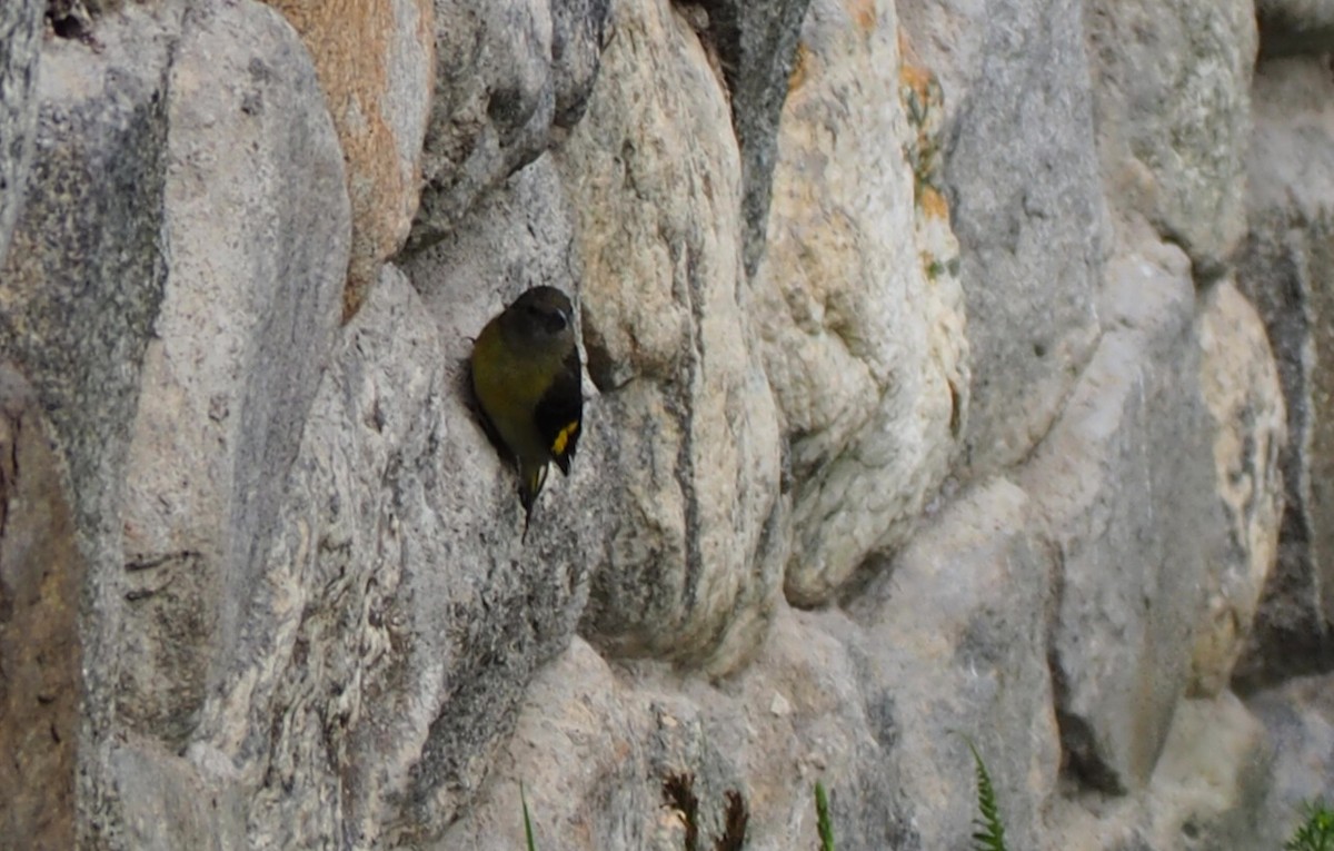 Yellow-bellied Siskin - ML640291639