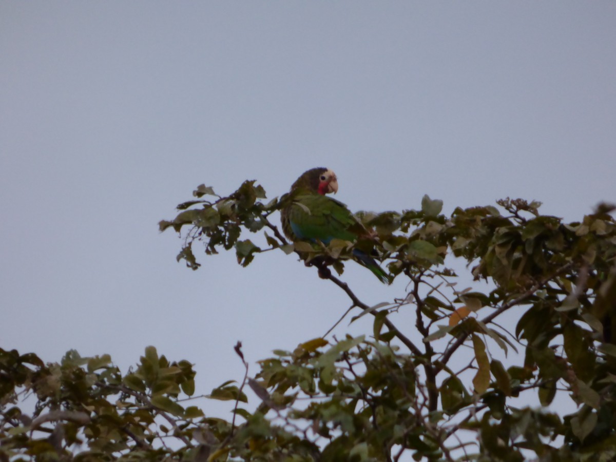 Cuban Parrot - ML64029171