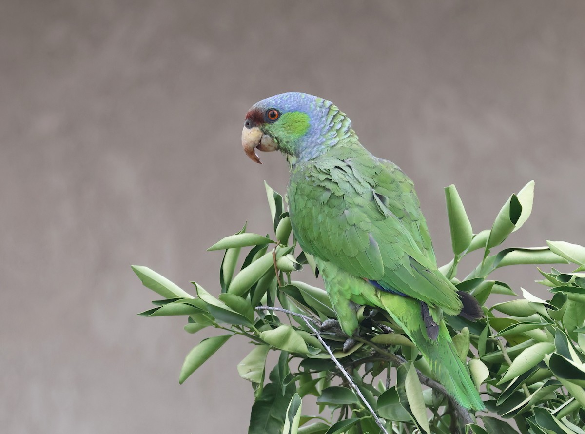 Lilac-crowned Amazon - ML640291832