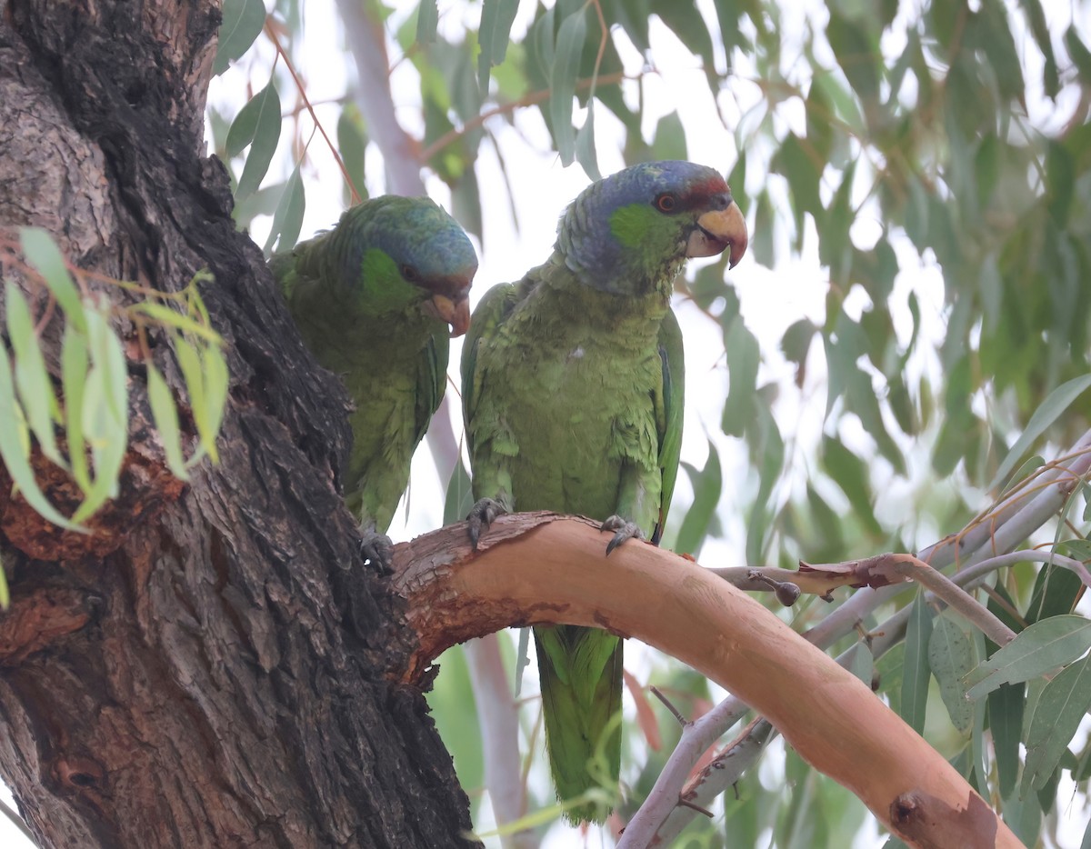 Lilac-crowned Amazon - ML640291833