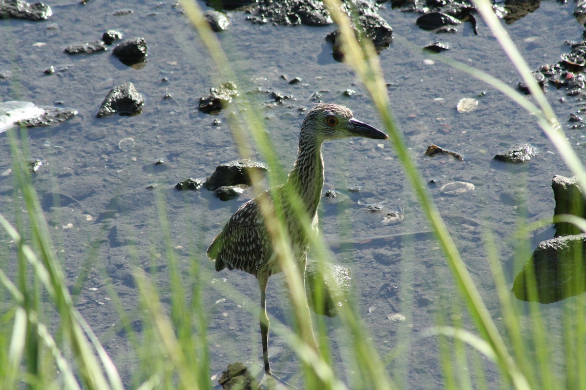Yellow-crowned Night Heron (Yellow-crowned) - ML640291933