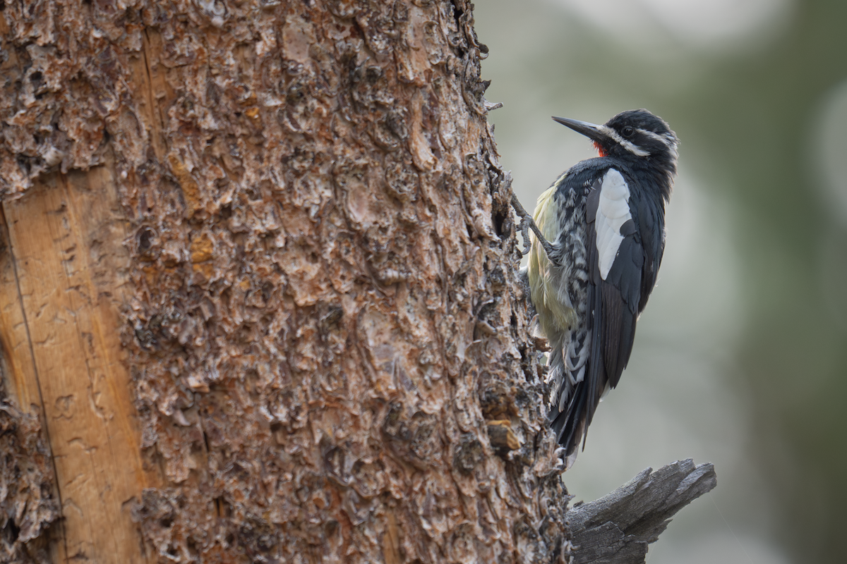 Williamson's Sapsucker - ML640291939