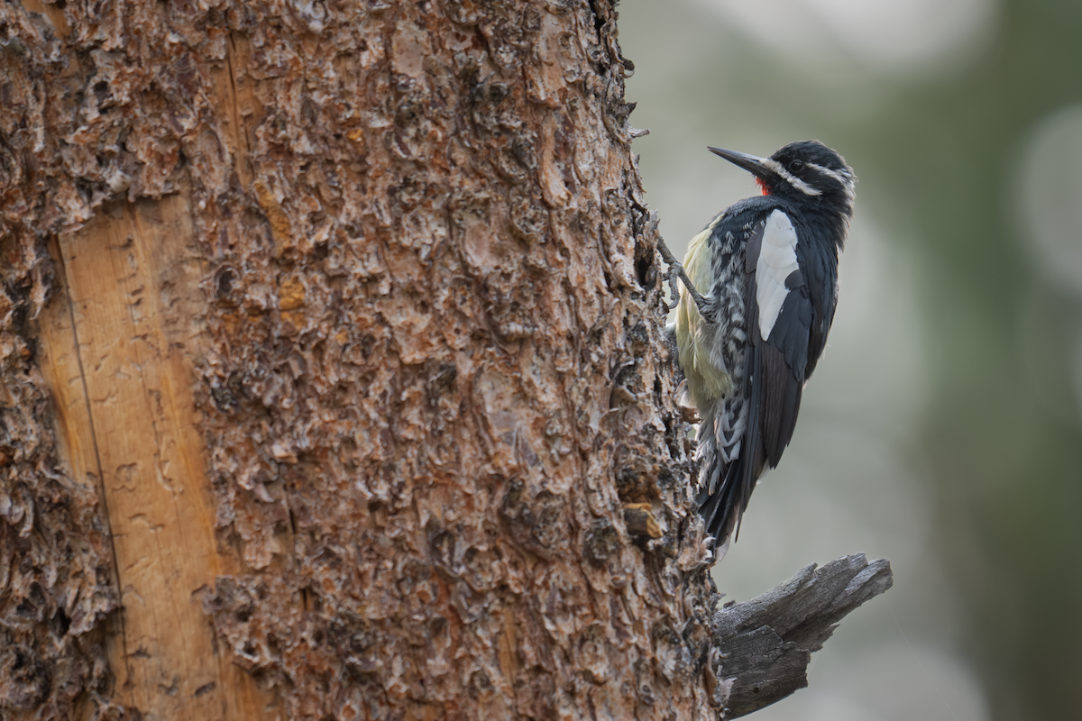 Williamson's Sapsucker - ML640291940