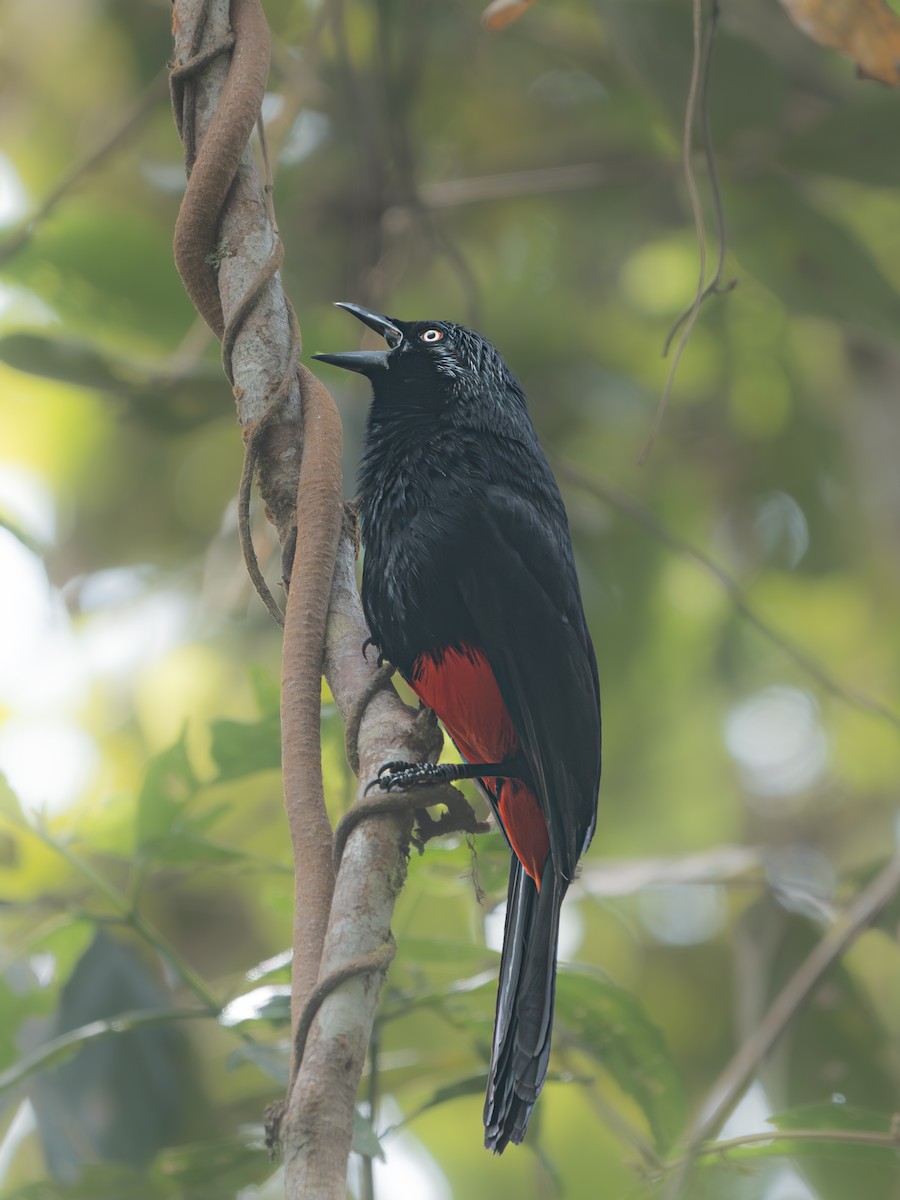 Red-bellied Grackle - ML640291947